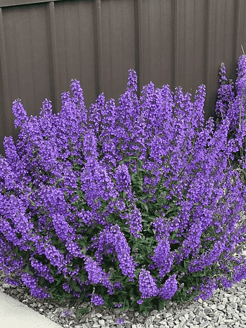 Котовник Фассена Walker's Low