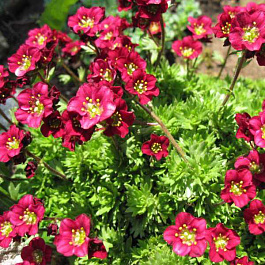 Камнеломка Арендса Триумф