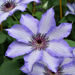 Клематис крупноцветковый Мисайо