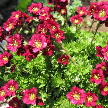 Камнеломка Арендса Триумф