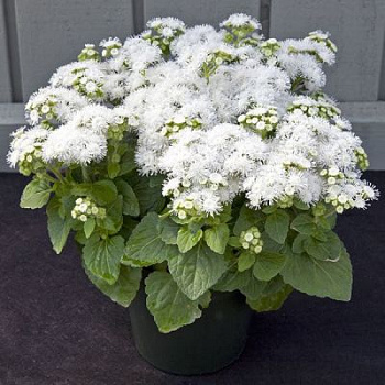 Агератум Клауд Найн Вайт