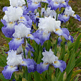 Ирис германский Alizes