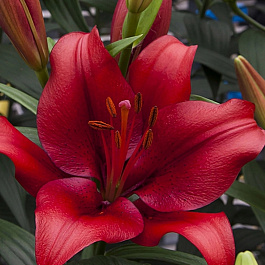 Лилия азиатская горшечная Тренди Гавана