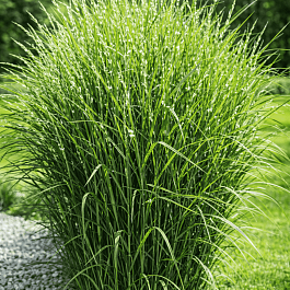Мискантус китайский Zebrinus