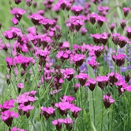 Гвоздика картузианская