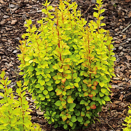 Барбарис Тунберга Голден Рокет