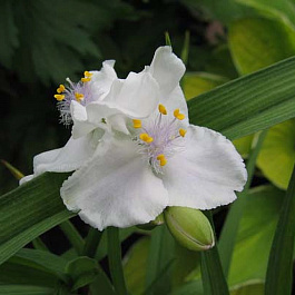 Традесканция Андерсона Инносенс