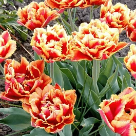 Тюльпан Esprit