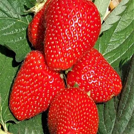 Земляника садовая Джоли