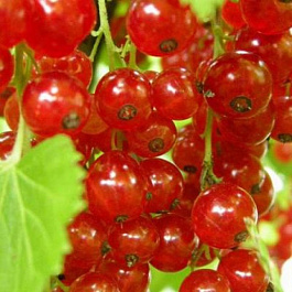 Смородина красная Константиновская Смородина красная Константиновская