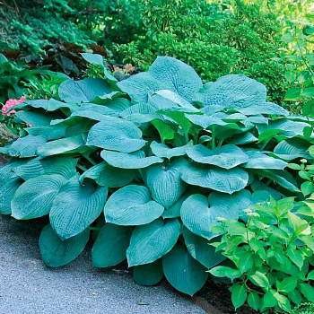 Хоста гибридная Брессингем Блу НАБОР 2ШТ (1+1)