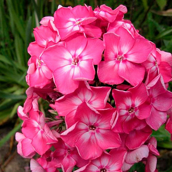 Флокс метельчатый Евгения НАБОР 2ШТ (1+1)