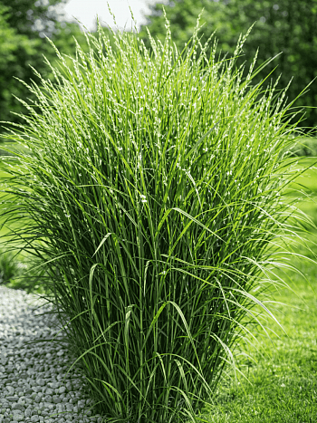 Мискантус китайский Zebrinus