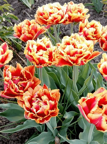 Тюльпан Esprit