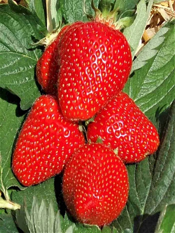 Земляника садовая Джоли