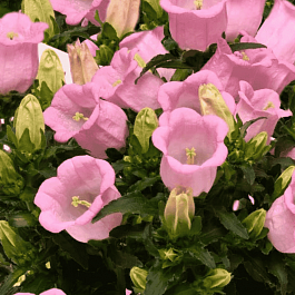 Колокольчик средний Campana Pink