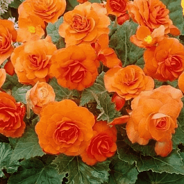 Бегония Double Orange