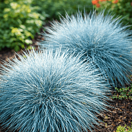 Овсяница Elijah Blue