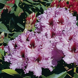 Рододендрон гибридный Кабаретт