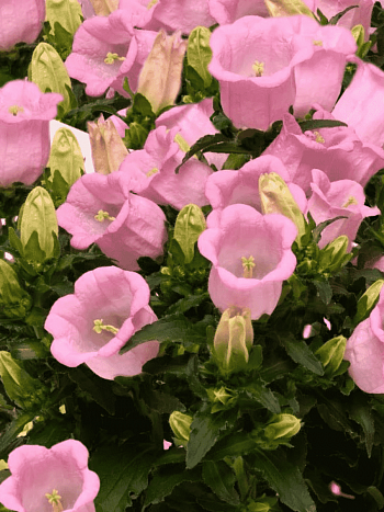 Колокольчик средний Campana Pink