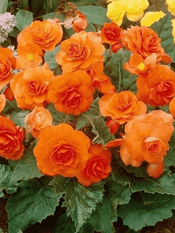 Бегония Double Orange