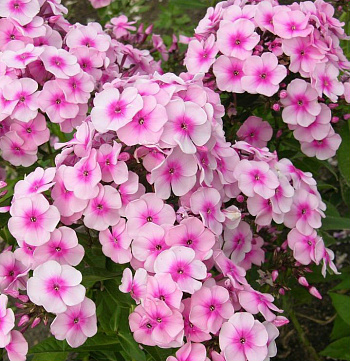 Флокс метельчатый Милый друг