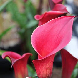 Калла Ред Чарм