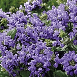 Прунелла крупноцветковая Bella Violet Blue