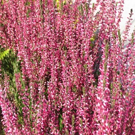 Вереск обыкновенный Amethyst