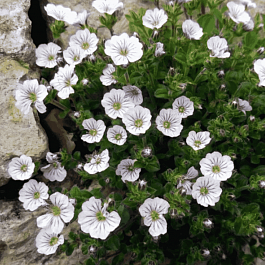 Гипсофила ясколковидная White