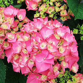 Гортензия крупнолистовая Розита