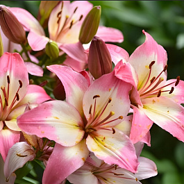 Лилия азиатская АйсБерри