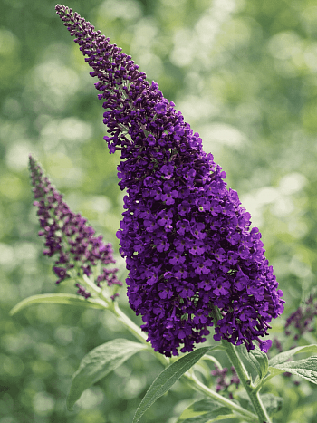 Буддлея давида African Queen