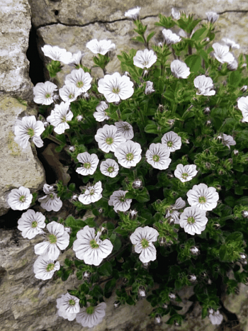 Гипсофила ясколковидная White