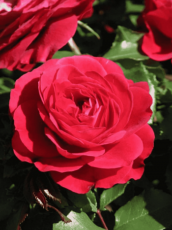 Роза флорибунда Mona Lisa