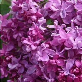 Сирень обыкновенная Миссис Эдвард Хардинг