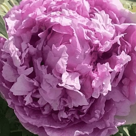 Пион древовидный Lavender Blue