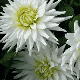 Георгина My Love