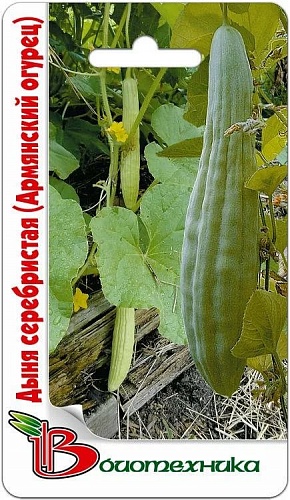 Дыня  Серебристая