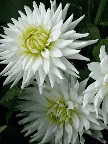 Георгина My Love