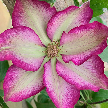 Клематис крупноцветковый Либерти Клематис крупноцветковый Либерти