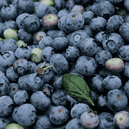 Голубика высокорослая Star