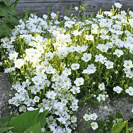 Песчанка горная Ronda