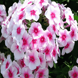 Флокс метельчатый Sommer Bouquet