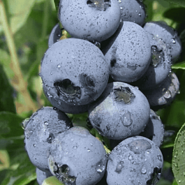 Голубика высокорослая Goldtraube71