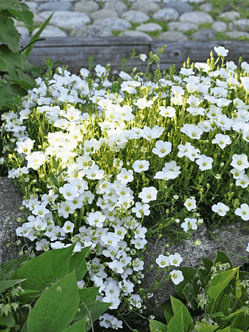 Песчанка горная Ronda