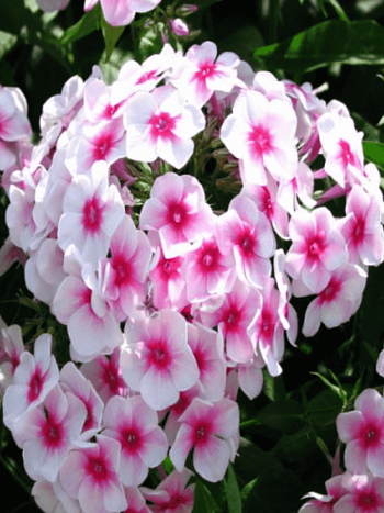 Флокс метельчатый Sommer Bouquet