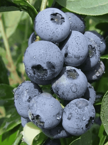 Голубика высокорослая Goldtraube71