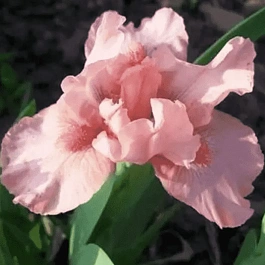 Ирис карликовый Rose