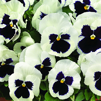 Виола крупноцветковая Маммот Гламoрама вайт